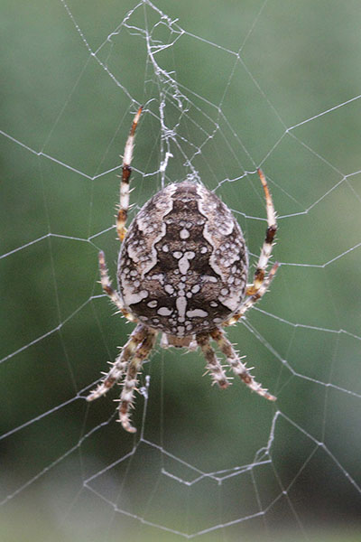 Araneus diadematus - The European Garden Spider aka The Cross Orbwweaver