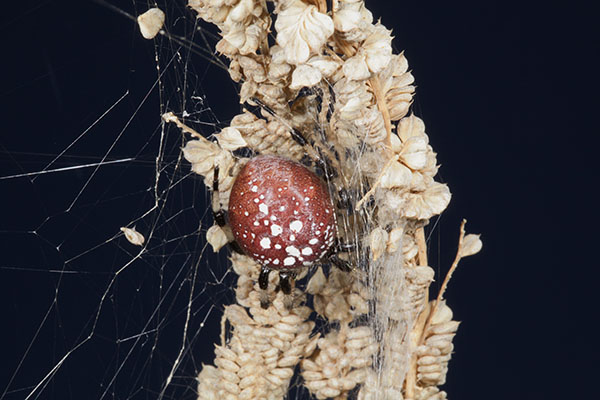 Araneus trifolium - The Shamrock Orb Weaver