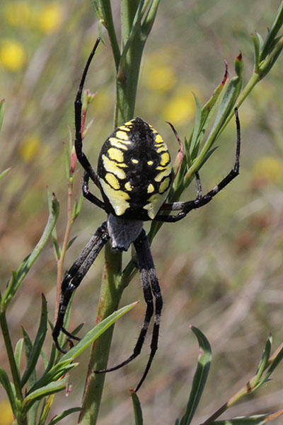 Argiope aurantia - The Golden Orb Weaver aka Yellow Garden Spider aka Corn Spider aka Black & Yellow Argiope