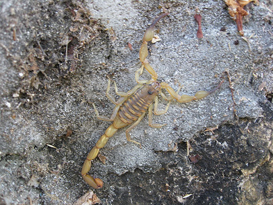 Centruroides griseus - A Bark Scorpion