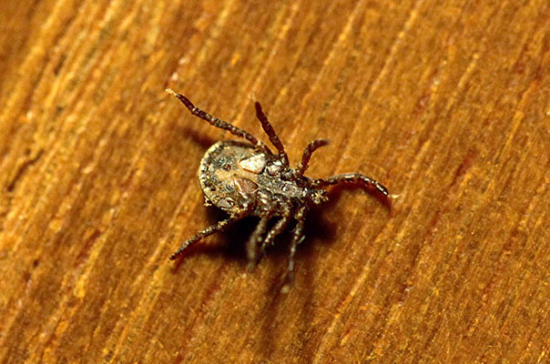 Dermacentor occidentalis - The Pacific Coast Tick