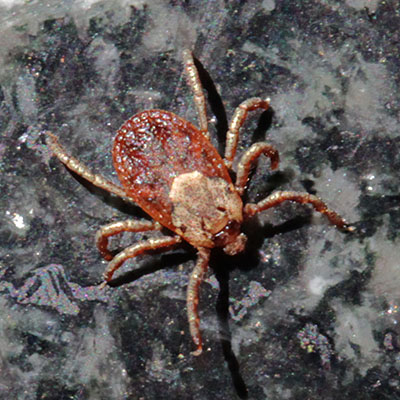 Dermacentor occidentalis - The Pacific Coast Tick