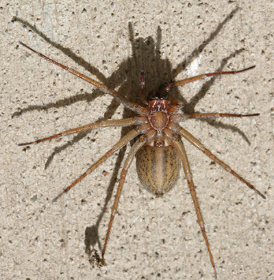 Eratigena agrestis - The Hobo Spider
