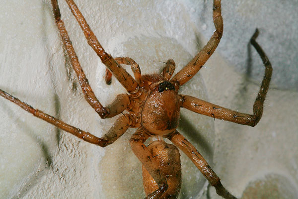 Heteropoda venatoria - The Brown Huntsman Spider aka Giant Crab Spider aka Banana Spider
