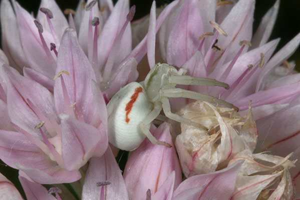 Misumena vatia - The Goldenrod Crab Spider