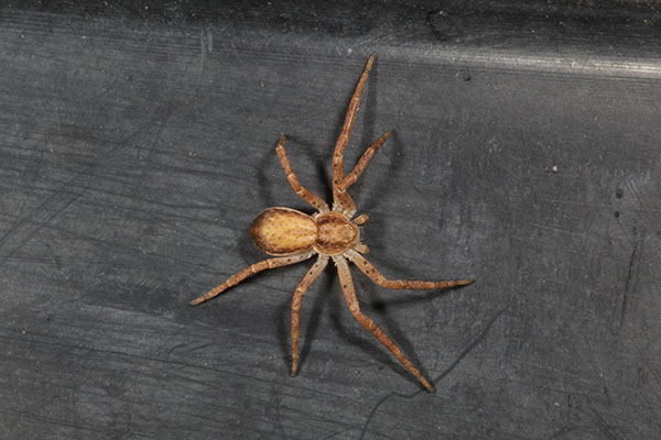 Philodromus dispar - The House Crab Spider