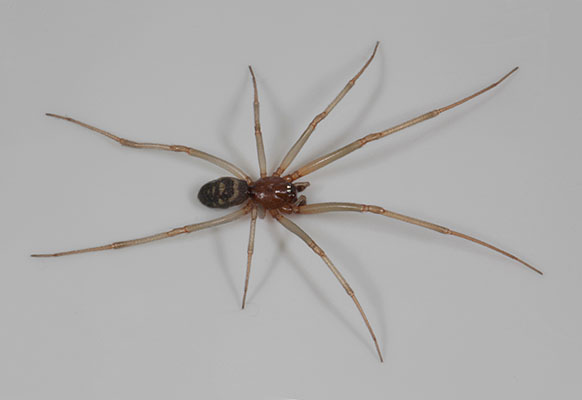 Steatoda grossa - The Cupboard Spider aka Dark Comb-footed Spider aka Brown House Spider aka False Black Widow