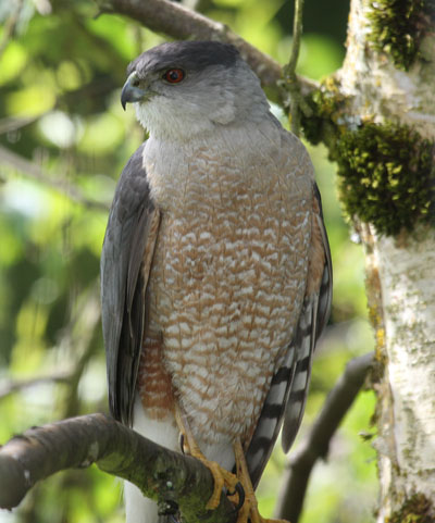 Accipiter cooperii - Cooper's Hawk