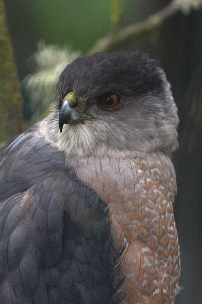 Accipiter cooperii - Cooper's Hawk