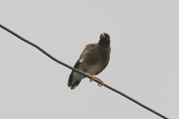 Acridotheres t. tristis - The Common Mynah
