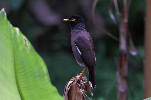 Acridotheres t.tristis - The Common Mynah