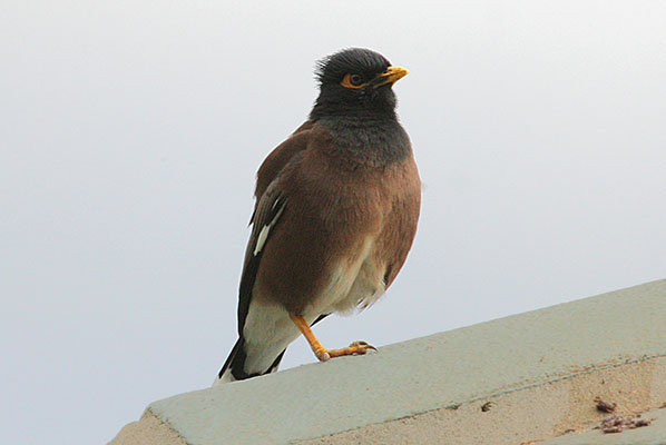 Acridotheres t.tristis - The Common Mynah