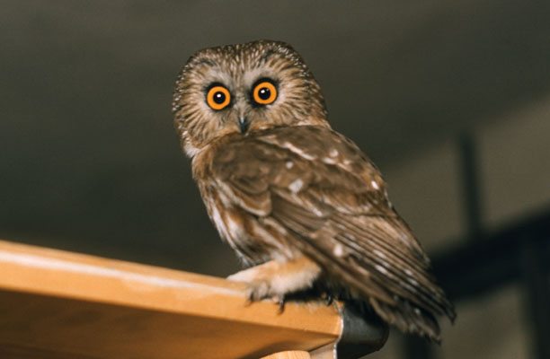 Aegolius acadicus acadicus - The Northern Saw-whet Owl