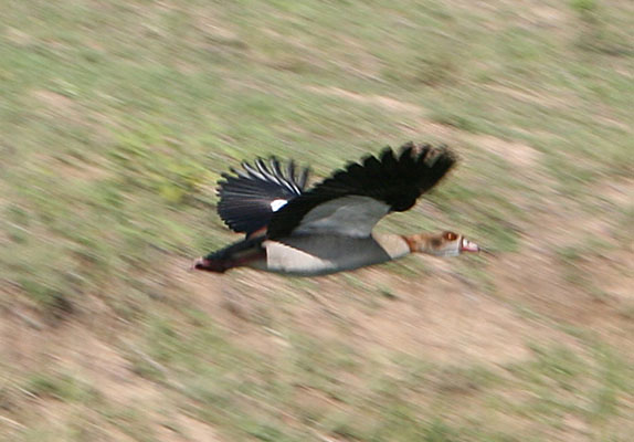 Alopochen aegyptiacus - The Egyptian Goose