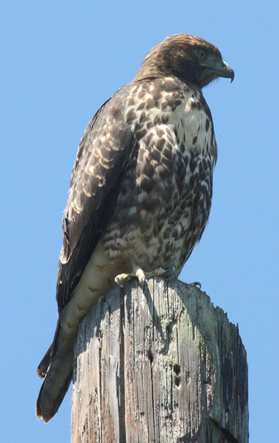Buteo jamaicensis_calurus - The Red-tailed Hawk