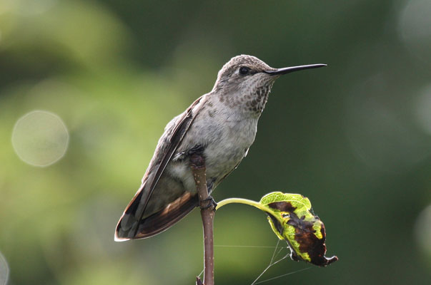 Calypte anna - Anna's Hummingbird