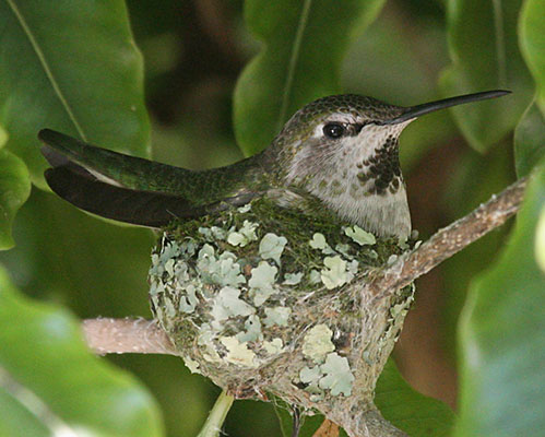 Calypte anna - Anna's Hummingbird