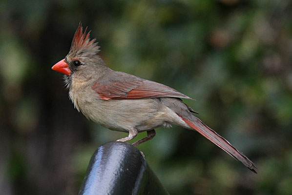Cardinalis cardinalis - The Northern Cardinal