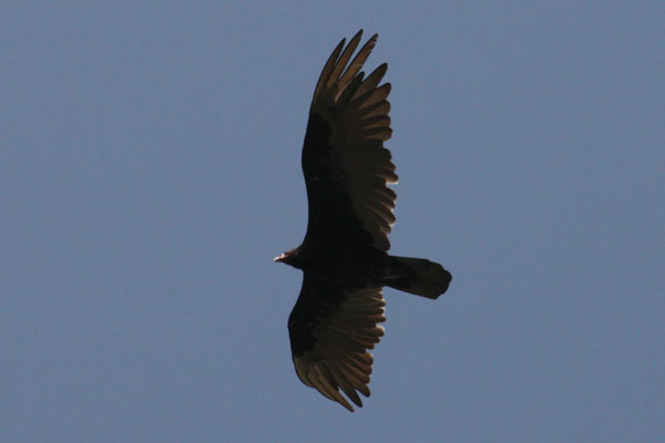 Cathartes aura -The Turkey Vulture