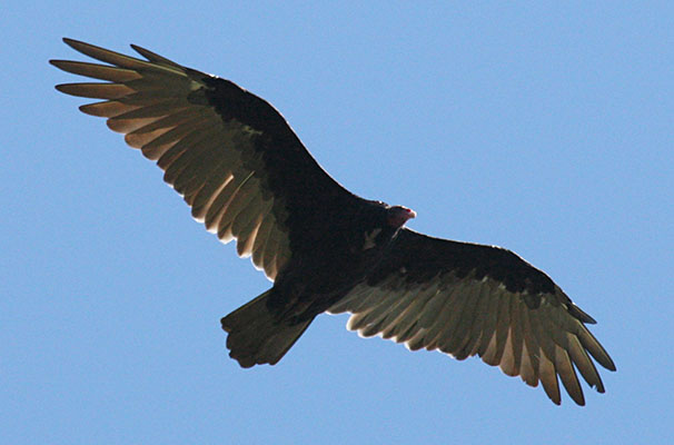 Cathartes aura -The Turkey Vulture