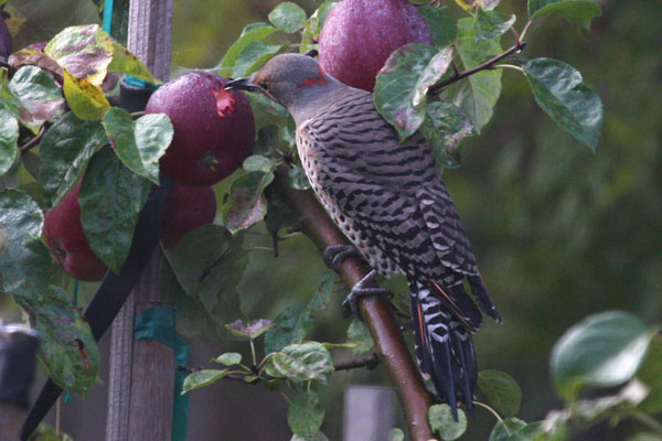 Colaptes auratus cafer - The Northern Flicker