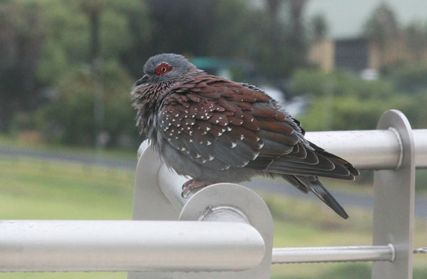 Columba guinea - The Speckled Pigeon
