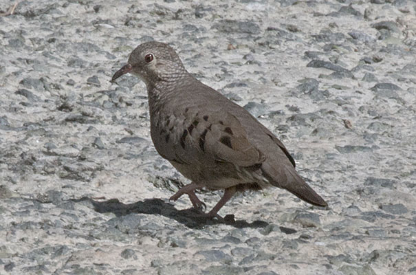 Columbina passerina - The Common Ground Dove