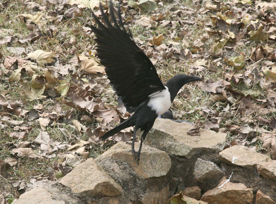 Corvus albus - The Pied Crow