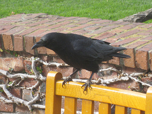 Corvus brachyrhynchos - The American Crow