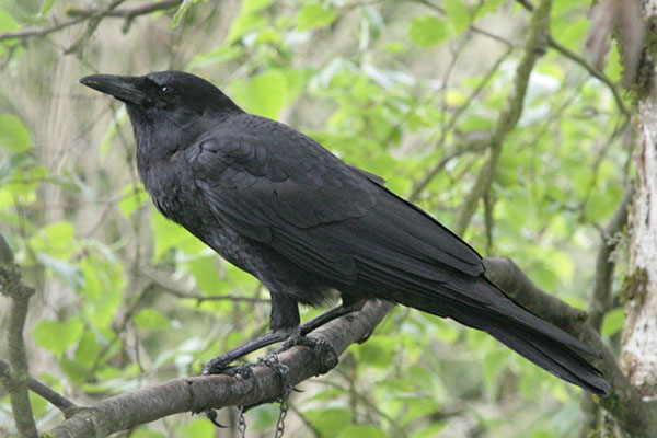 Corvus brachyrhynchos - The American Crow