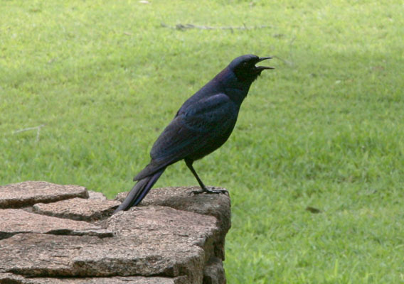 Corvus capensis - The Cape Crow