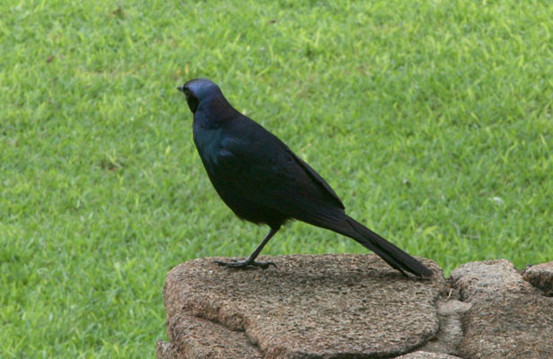 Corvus capensis - The Cape Crow