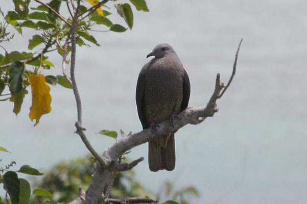 Ducula latrans - Peale's Imperial-Pigeon