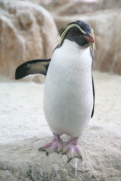 Eudyptes chrysocome - The Rockhopper Penguin