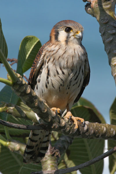Falco sparverius - The American Kestrel