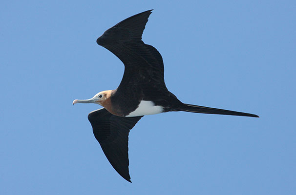 Fregata minor - The Great Frigatebird