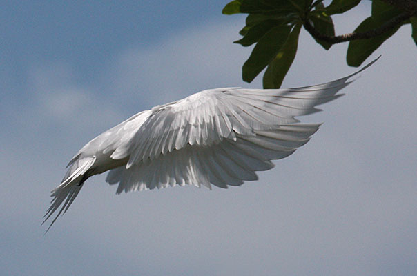 Gygis alba - The White Tern
