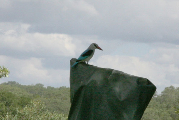 Halcyon senegalensis - The Woodland Kingfisher