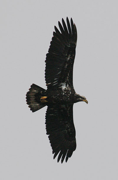 Haliaeetus leucocephalus washingtoniensis (Linnaeus, 1766) - The Bald Eagle - juvenile
d Eagle