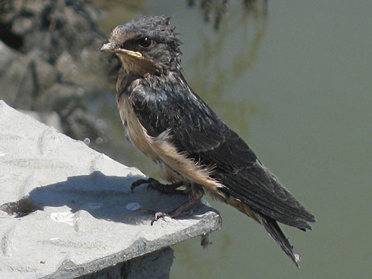 Hiruno rustica - The Barn Swallow
