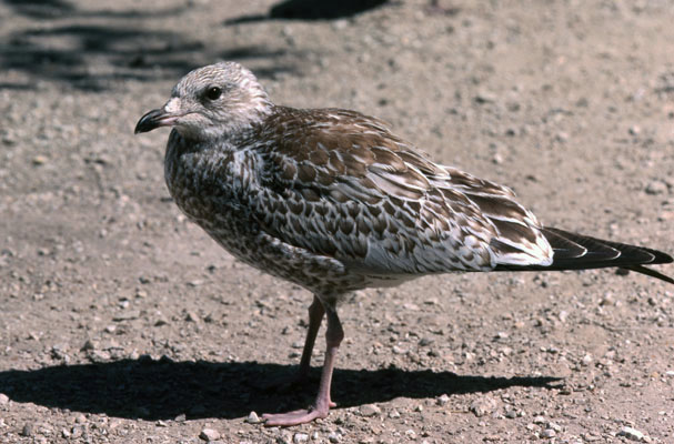 Larus argemtatis smithsonianus - The American Herring Gull