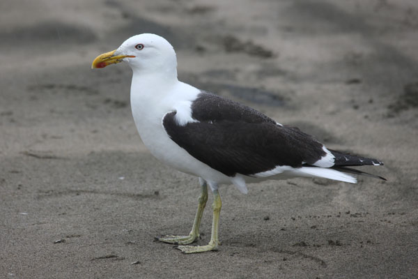 Larus dominicanus dominicanus - The Black-backed Gull aka The Kelp Gull