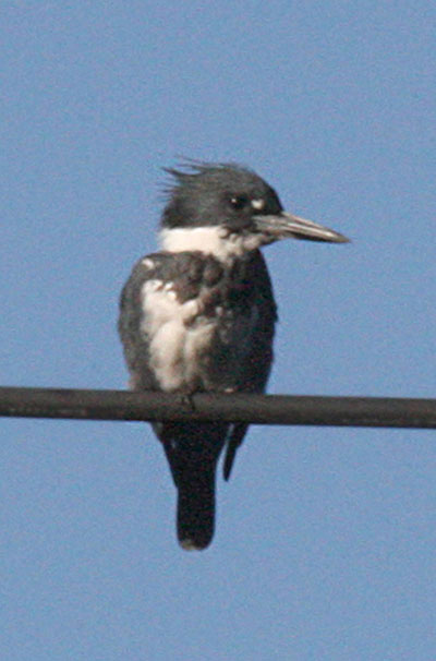 Megaceryle alcyon - The Belted Kingfisher