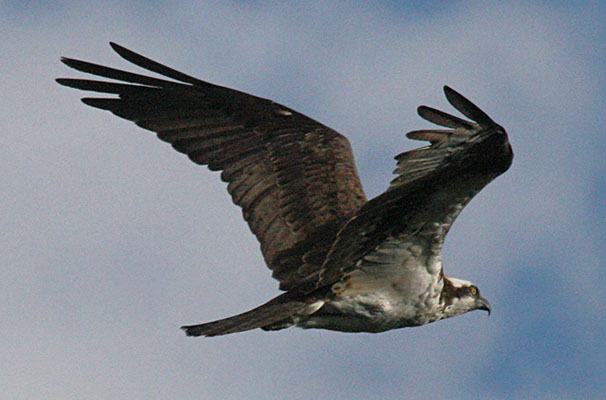 Pandion haliaetus - The Osprey