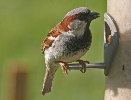 Passer domesticus - The House Sparrow aka The English Sparrow