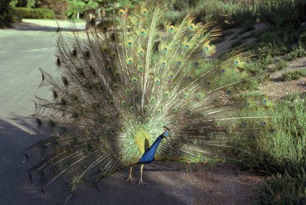 Pavo cristatus - The Indian Blue Peafowl