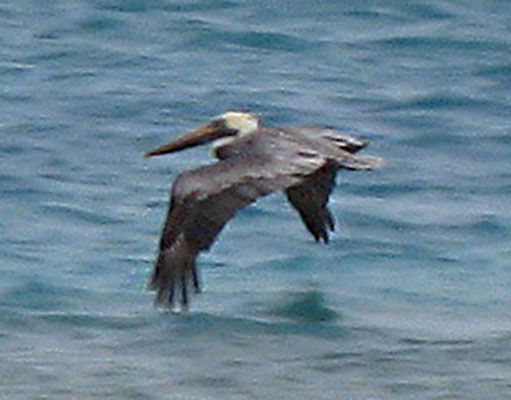 Pelecanus occidentalis occidentalis - The Carribean Brown Pelican
