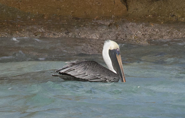 Pelecanus occidentalis occidentalis - The Carribean Brown Pelican