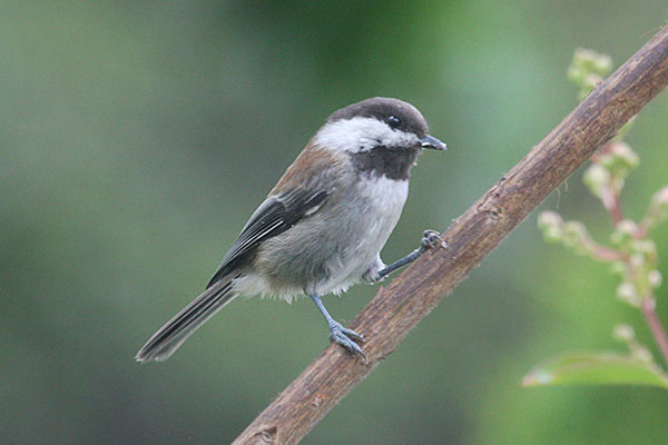 Poecile rufesens - The Chestnut-backed Chickadee