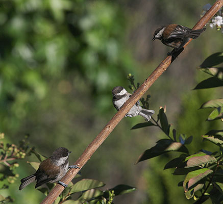 Poecile rufesens - The Chestnut-backed Chickadee